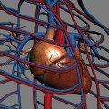 Le Système Cardio-vasculaires en infographie 3D