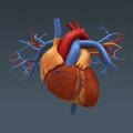 Illustration du Coeur en 3D